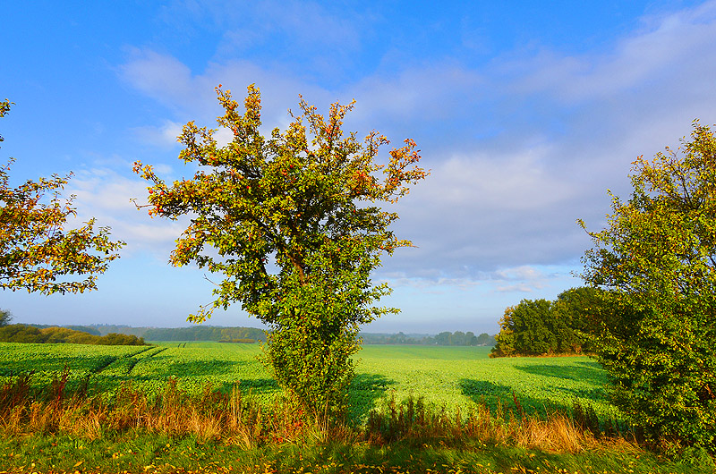 zur Übersicht Muttland 5