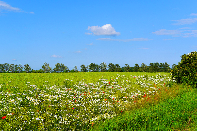 zur Übersicht Muttland 5