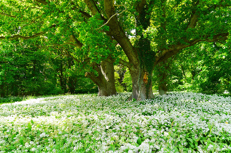 zur Übersicht Putbus 3