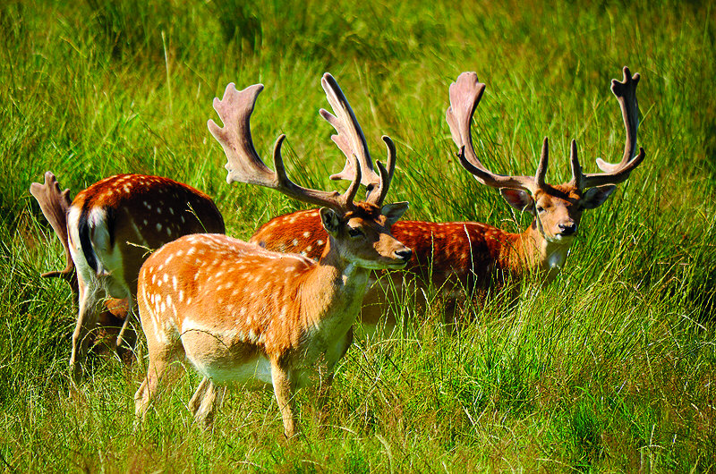 zur Übersicht Putbus 3
