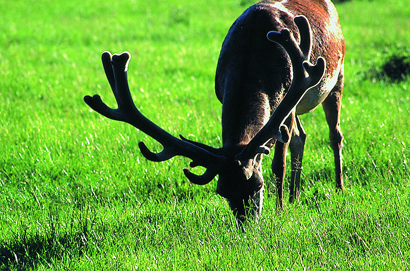 zur Übersicht Putbus 3