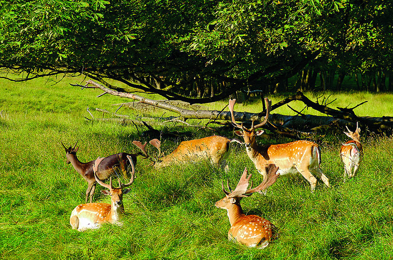 zur Übersicht Putbus 3