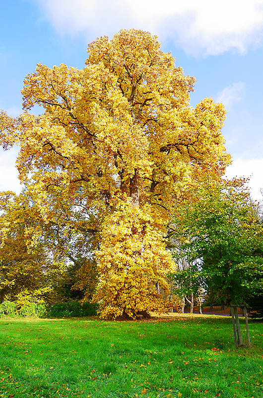 zur Übersicht Putbus 5