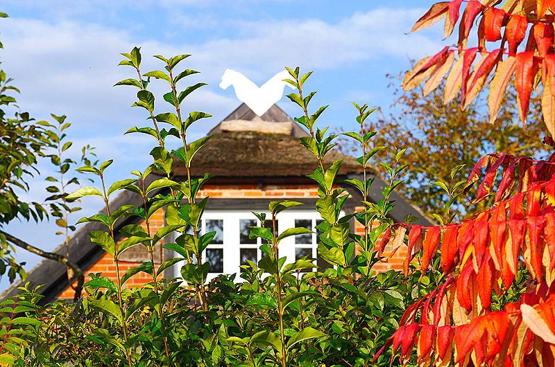zur Übersicht Rings ums Reet 3