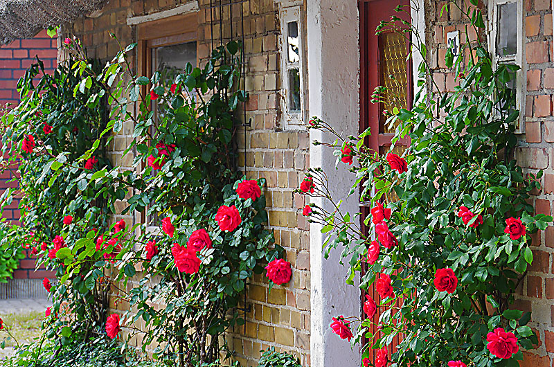 zur Übersicht Süd-West-Rügen 4