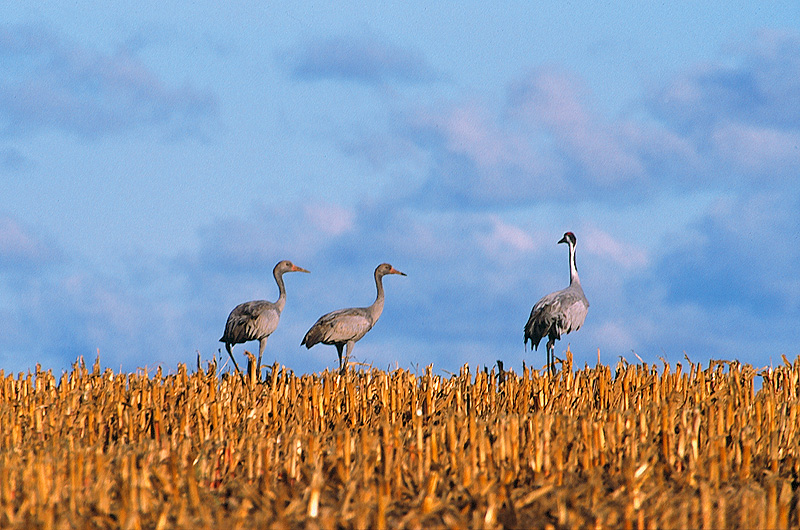 zur Übersicht Ummanz 1