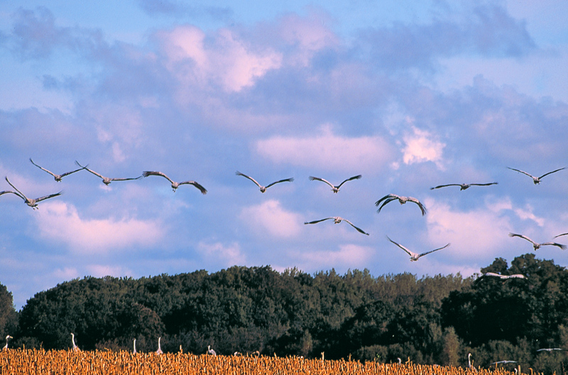 zur Übersicht Ummanz 1