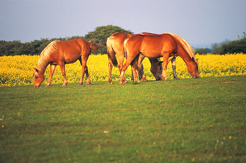 zur Übersicht Ummanz 1