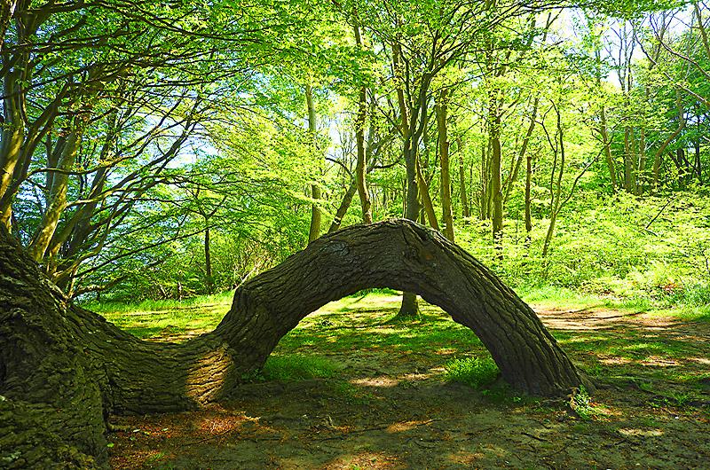 zur Übersicht Wittow 5