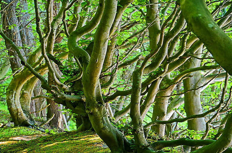 zur Übersicht Wittow 5
