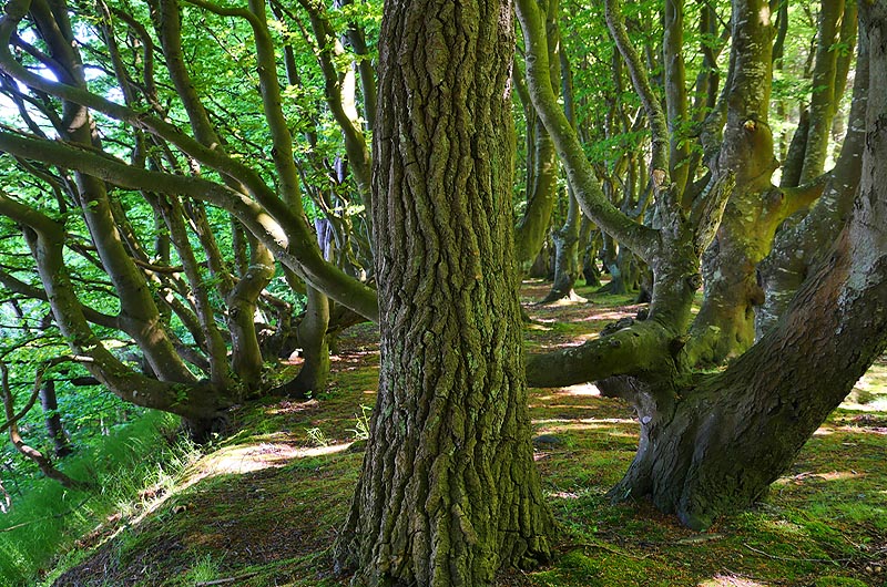 zur Übersicht Wittow 5