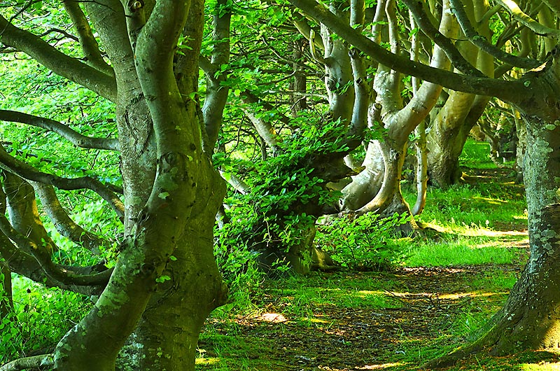 zur Übersicht Wittow 5